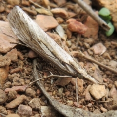 Tawhitia pentadactylus at Cotter River, ACT - 29 Feb 2020 by Christine