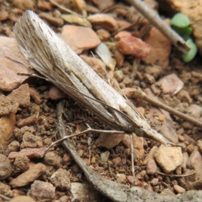 Tawhitia pentadactylus at Cotter River, ACT - 29 Feb 2020 by Christine