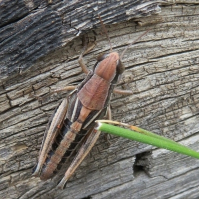 Praxibulus sp. (genus) (A grasshopper) at Cotter River, ACT - 29 Feb 2020 by Christine