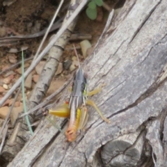 Praxibulus sp. (genus) (A grasshopper) at Cotter River, ACT - 29 Feb 2020 by Christine