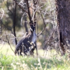 Notamacropus rufogriseus (Red-necked Wallaby) at Dunlop, ACT - 27 Feb 2020 by Alison Milton