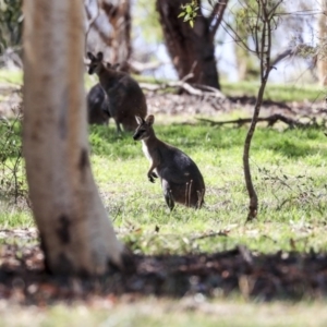 Notamacropus rufogriseus at Dunlop, ACT - 27 Feb 2020