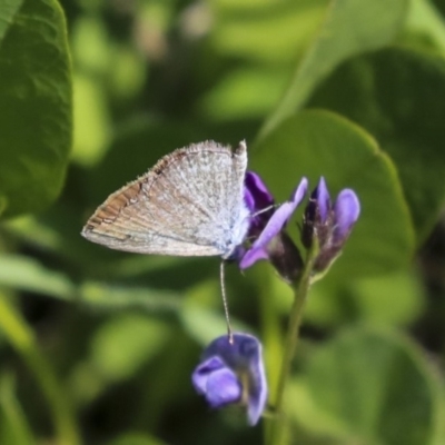 Zizina otis (Common Grass-Blue) at Dunlop, ACT - 27 Feb 2020 by AlisonMilton