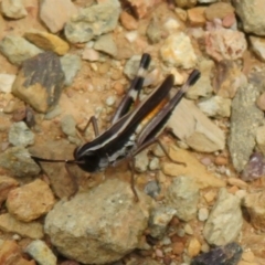 Macrotona australis (Common Macrotona Grasshopper) at Cotter River, ACT - 29 Feb 2020 by Christine