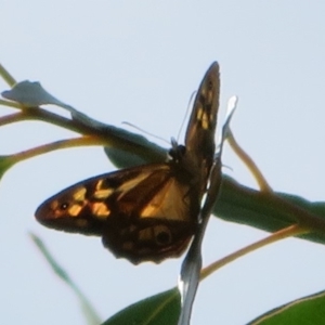 Heteronympha penelope at Coree, ACT - 29 Feb 2020