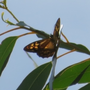 Heteronympha penelope at Coree, ACT - 29 Feb 2020