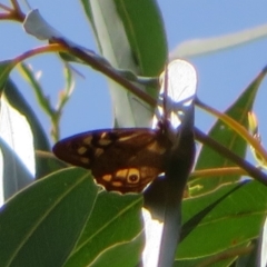 Heteronympha penelope at Coree, ACT - 29 Feb 2020