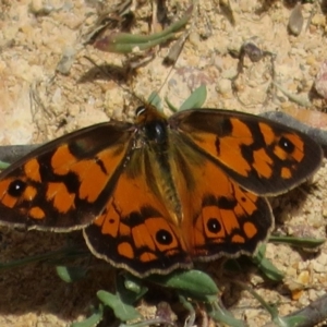 Heteronympha penelope at Coree, ACT - 29 Feb 2020