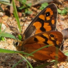 Heteronympha penelope at Coree, ACT - 29 Feb 2020