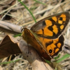 Heteronympha penelope at Coree, ACT - 29 Feb 2020