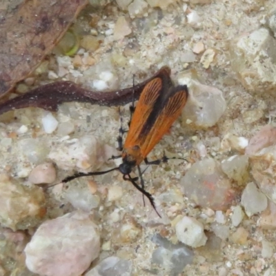 Snellenia lineata (Lycid-mimicking Moth) at Coree, ACT - 29 Feb 2020 by Christine