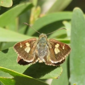 Timoconia flammeata at Coree, ACT - 29 Feb 2020 11:22 AM