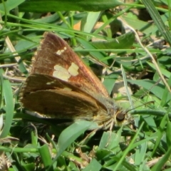 Timoconia flammeata at Coree, ACT - 29 Feb 2020 11:22 AM