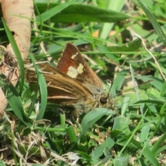 Timoconia flammeata at Coree, ACT - 29 Feb 2020 11:22 AM