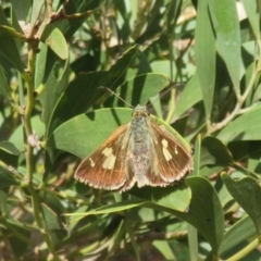 Timoconia flammeata at Coree, ACT - 29 Feb 2020 11:22 AM