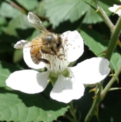 Apis mellifera (European honey bee) at Alpine, NSW - 21 Nov 2017 by JanHartog