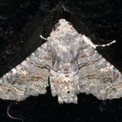 Pataeta carbo (Dark Euteliid) at Ainslie, ACT - 28 Feb 2020 by jb2602