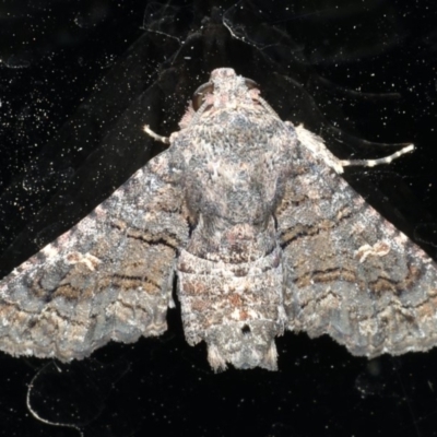 Pataeta carbo (Dark Euteliid) at Ainslie, ACT - 27 Feb 2020 by jbromilow50