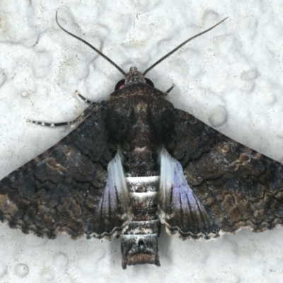 Pataeta carbo (Dark Euteliid) at Ainslie, ACT - 28 Feb 2020 by jb2602