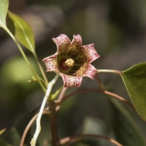 Brachychiton populneus subsp. populneus at Dunlop, ACT - 27 Feb 2020