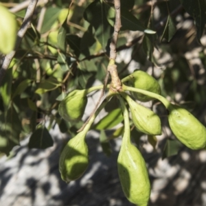 Brachychiton populneus subsp. populneus at Dunlop, ACT - 27 Feb 2020