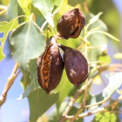 Brachychiton populneus subsp. populneus at Dunlop, ACT - 27 Feb 2020