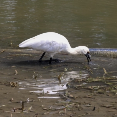 Platalea regia (Royal Spoonbill) at Gungahlin, ACT - 4 Feb 2020 by Alison Milton