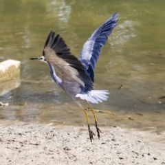 Egretta novaehollandiae at Gungahlin, ACT - 5 Feb 2020