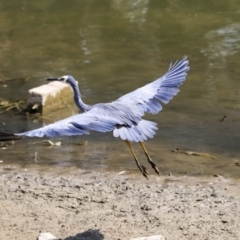 Egretta novaehollandiae at Gungahlin, ACT - 5 Feb 2020