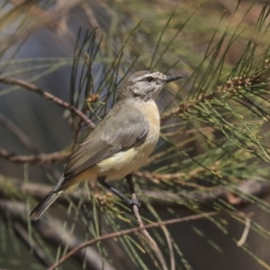 Acanthiza chrysorrhoa at Gungahlin, ACT - 5 Feb 2020