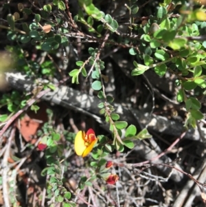 Bossiaea buxifolia at Hughes, ACT - 29 Feb 2020