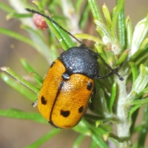 Cadmus (Cadmus) litigiosus at Kosciuszko National Park, NSW - 22 Feb 2020