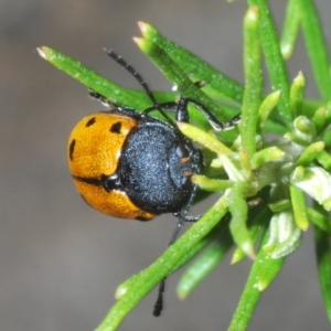 Cadmus (Cadmus) litigiosus at Kosciuszko National Park, NSW - 22 Feb 2020