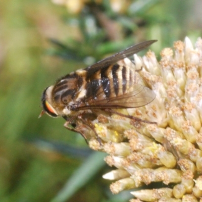 Scaptia sp. (genus) (March fly) at Kosciuszko National Park, NSW - 22 Feb 2020 by Harrisi