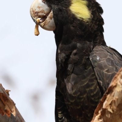 Zanda funerea (Yellow-tailed Black-Cockatoo) at Griffith Woodland - 28 Feb 2020 by ianandlibby1