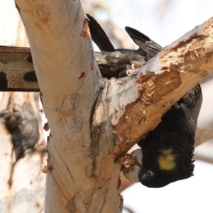 Zanda funerea at Griffith, ACT - 29 Feb 2020