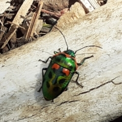 Scutiphora pedicellata (Metallic Jewel Bug) at Cook, ACT - 28 Feb 2020 by LuluBird