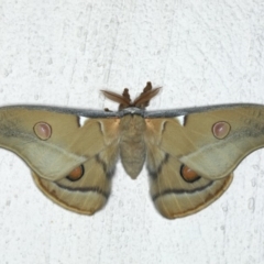 Opodiphthera eucalypti (Emperor Gum Moth) at Ainslie, ACT - 29 Feb 2020 by jb2602