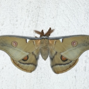 Opodiphthera eucalypti at Ainslie, ACT - 29 Feb 2020