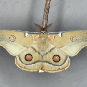 Opodiphthera eucalypti at Ainslie, ACT - 29 Feb 2020