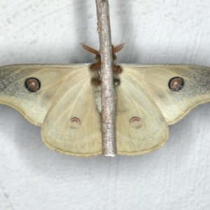 Opodiphthera eucalypti at Ainslie, ACT - 29 Feb 2020