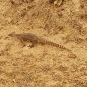 Varanus rosenbergi at Rendezvous Creek, ACT - suppressed