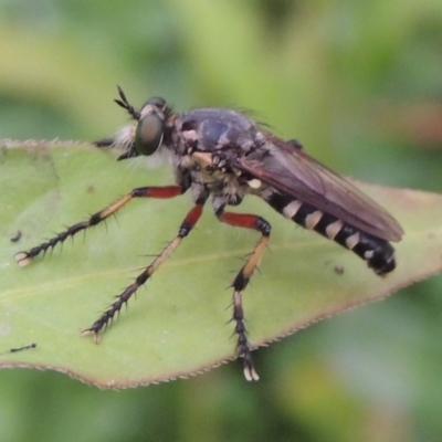 Thereutria amaraca (Spine-legged Robber Fly) at Tharwa, ACT - 21 Dec 2019 by michaelb