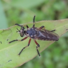 Thereutria amaraca at Tharwa, ACT - 21 Dec 2019