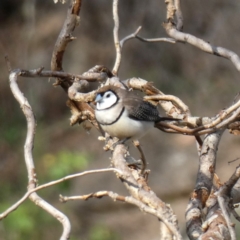 Stizoptera bichenovii (Double-barred Finch) at Jerrabomberra, NSW - 29 Feb 2020 by Wandiyali