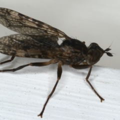 Pyrgotidae sp. (family) at Ainslie, ACT - 22 Jan 2020