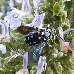 Thyreus caeruleopunctatus at Curtin, ACT - 29 Feb 2020