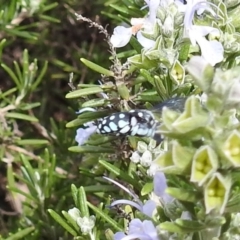 Thyreus caeruleopunctatus at Curtin, ACT - 29 Feb 2020