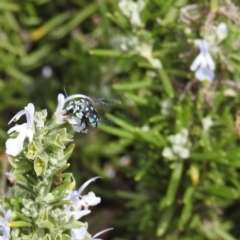 Thyreus caeruleopunctatus at Curtin, ACT - 29 Feb 2020