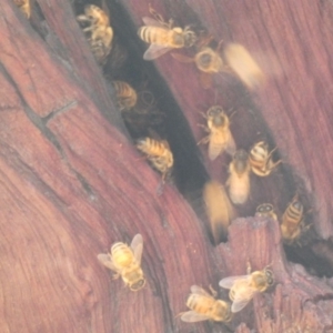 Apis mellifera at Deakin, ACT - 29 Feb 2020